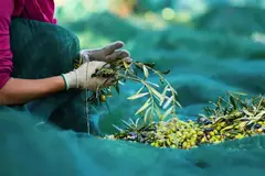harvesting olives