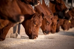 Bioiberica unveils animal immunity and intestinal health solutions for pet food, livestock and aquaculture feed markets