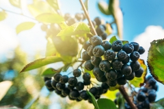 Aronia berries