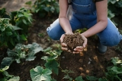 PepsiCo and Soil Capital partner to scale regenerative agriculture practices among rapeseed oil farmers