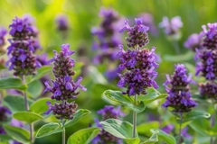 prunella vulgaris plant