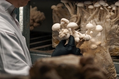 A scientist holding a pot of mushroom