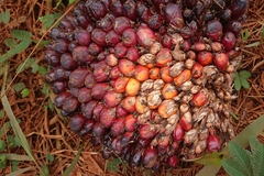 Fresh bunch of palm oil fruit.