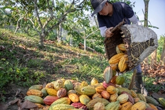 Cacao farming. Cacao farming.
