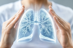 Diagram of a human lung