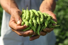 Future farming: Japanese innovation powers edamame production in urban spaces Future farming: Japanese innovation powers edamame production in urban spaces