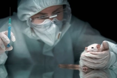 scientist conducting tests on a lab mouse