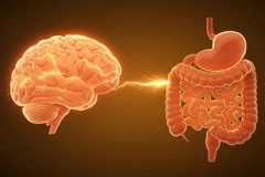 Gut-brain talk: Three amino acids linked to appetite loss during illness