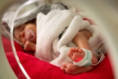 premature baby in an incubator premature baby in an incubator