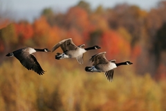 Waterfowl birds in flight. Waterfowl birds in flight.