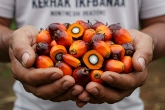 Palm Oil.