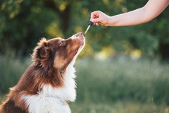 Owner feeding dog CBD