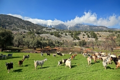 Goat farming in Greece.
