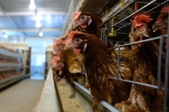 Major food companies urge EU to ban caged animal farming Major food companies urge EU to ban caged animal farming