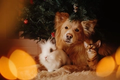 Image a bunny, dog, and cat posing under a christmas tree indoors