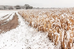 Scientists discover molecular “switch” to boost crop resilience in cold climates Scientists discover molecular “switch” to boost crop resilience in cold climates