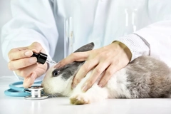 A rabbit having a dropper put into its eye.