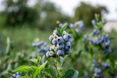Bright blueberries grow in abundance on their leafy branches,