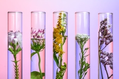 Image small flowers in glass tubes over pink back drop.