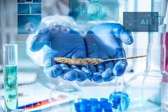 hands with blue gloves holding wheat ear Gloved scientist hands holding a wheat ear in a laboratory with AI holograms and digital data overlays.