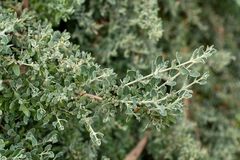 saltbush plant saltbush plant