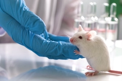 Image mous in lab hold human hand