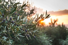 Image Olive tree branch as sun sets