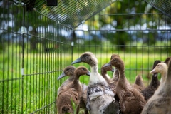 Image Caged ducks.
