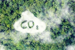 Image co2 in forest