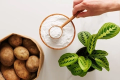 LEHVOSS’ prebiotic resistant potato starch, Solnul, on a table with a bag of potatoes and a plant. LEHVOSS’ prebiotic resistant potato starch, Solnul, on a table with a bag of potatoes and a plant.