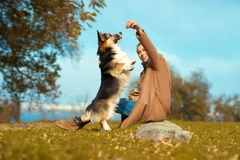 Image Dog owner playing with corgi