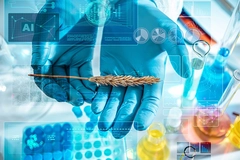 Close-up of gloved scientist hands holding a wheat ear in a laboratory with AI holograms and digital data overlays.