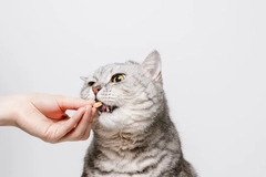 Woman gives pill or vitamin for cat
