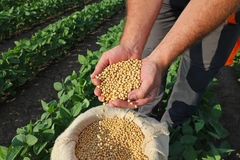 Soybean grain in a hands of farmer, in a background green soybean field.