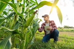 Farmer monitoring crops.