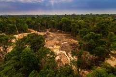 Image Deforestation, half a site with trees, half with trees felled.