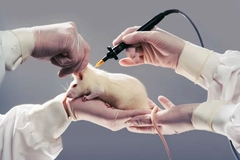 Image Scientists handling a lab rat
