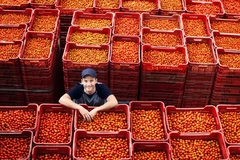 young man standing with boxes of tomato crates