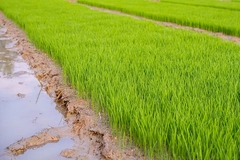 Image Lush green rice seedlings growing in neat nursery beds on a traditional paddy field.
