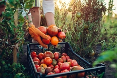 Image Basket of fresh tomatoes