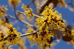 Image Witch hazel