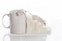 Sugar cubes Sugar cubes