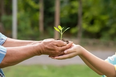 eldery hands carrying seedling in soil hands it over to child's hands