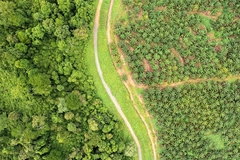 Drone point if view of palm oil plantation at the edge of tropical rainforest.