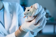 Lab mouse