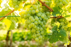 Chardonnay grapes