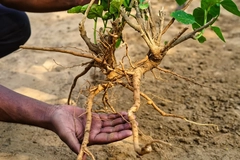 Man holding ashwagandha root