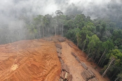 Trees and mist in a deforested area