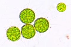 Image Microalgae under a microscope