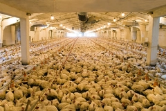 Image Broiler chicken factory farm.